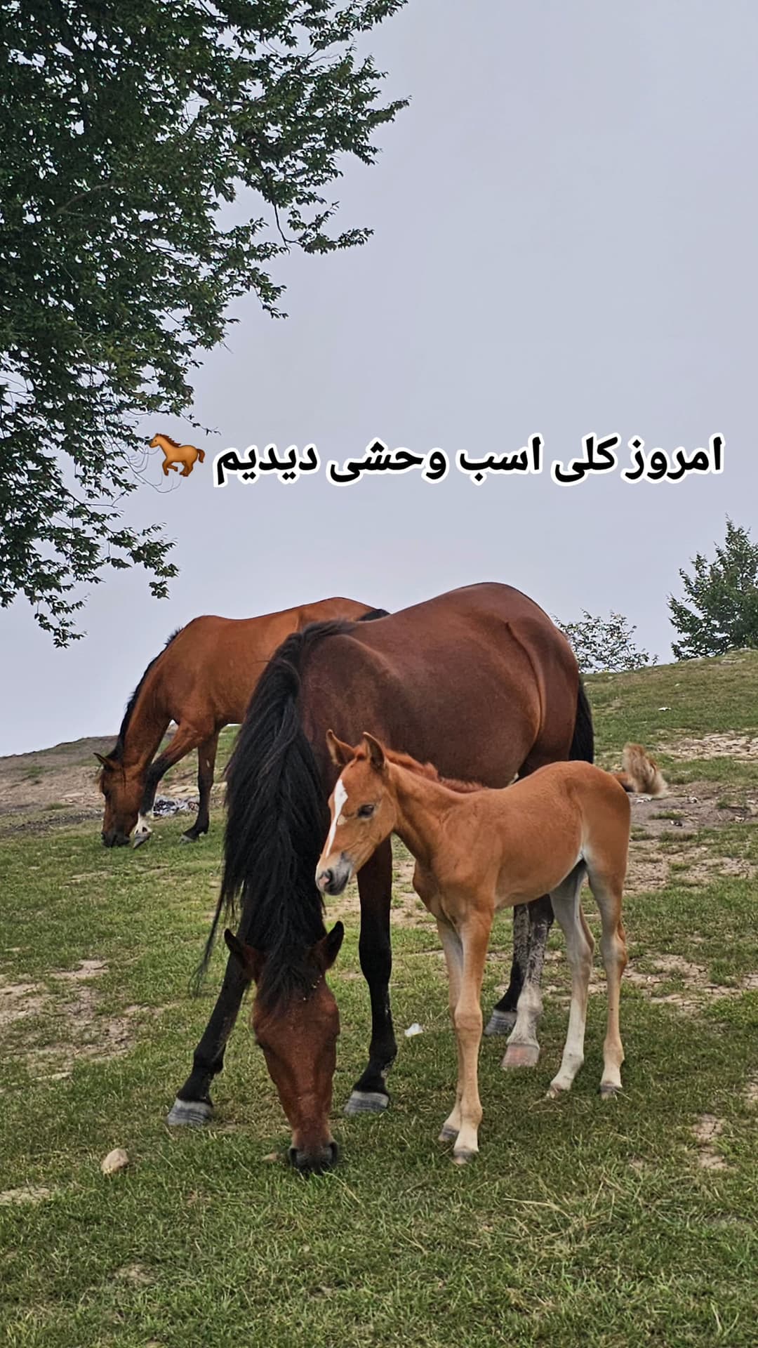  جدید ترین استوری اینستاگرام روزبه