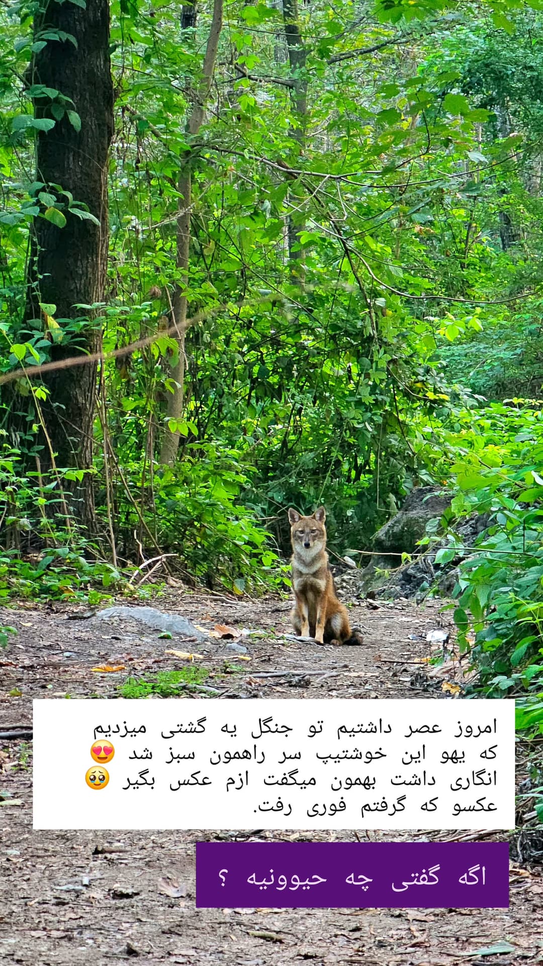 جدید ترین استوری اینستاگرام روزبه