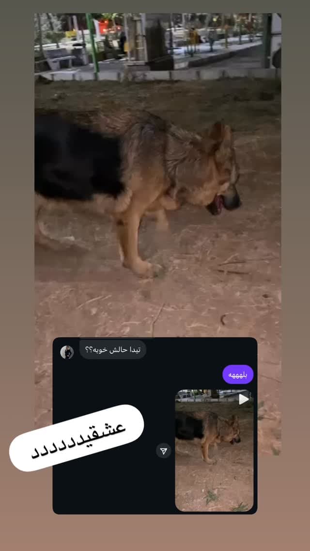  جدید ترین استوری اینستاگرام مسعود رضوی