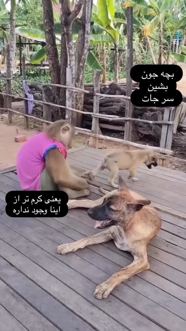  جدید ترین استوری اینستاگرام مسعود رضوی