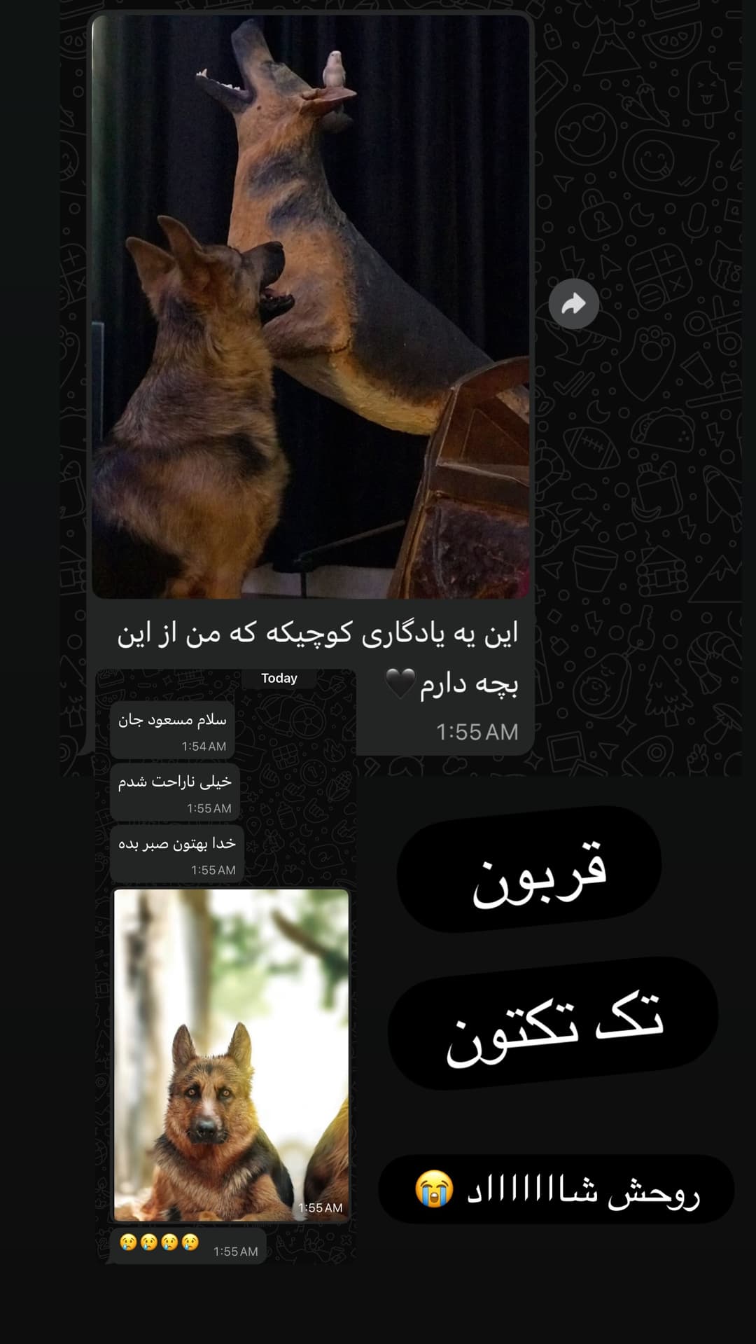  جدید ترین استوری اینستاگرام مسعود رضوی