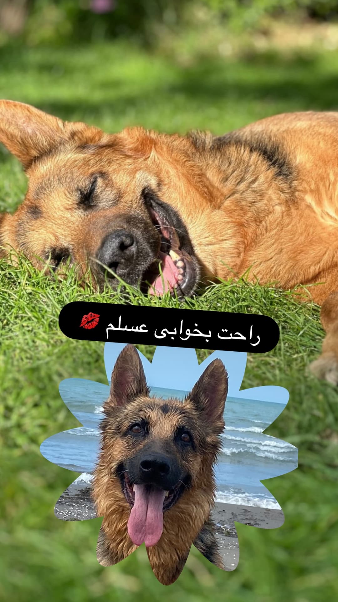  جدید ترین استوری اینستاگرام مسعود رضوی