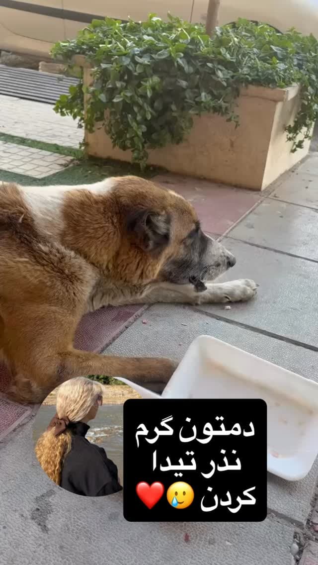  جدید ترین استوری اینستاگرام مسعود رضوی