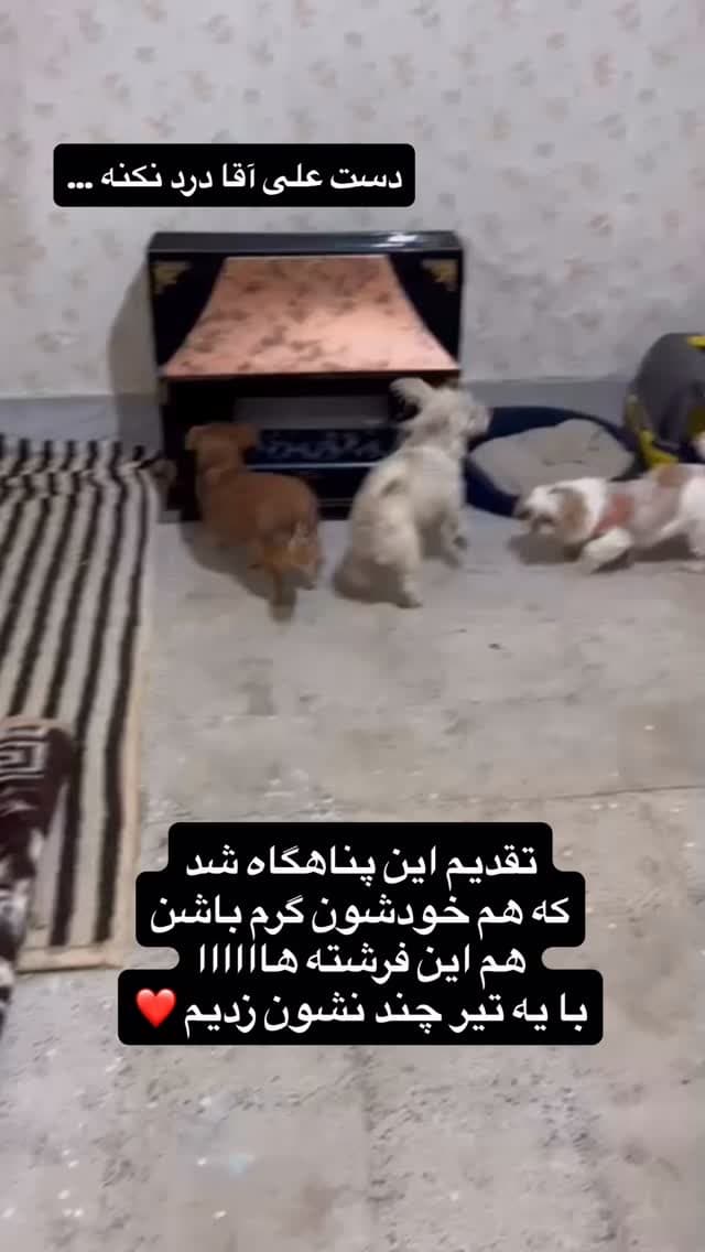  جدید ترین استوری اینستاگرام مسعود رضوی