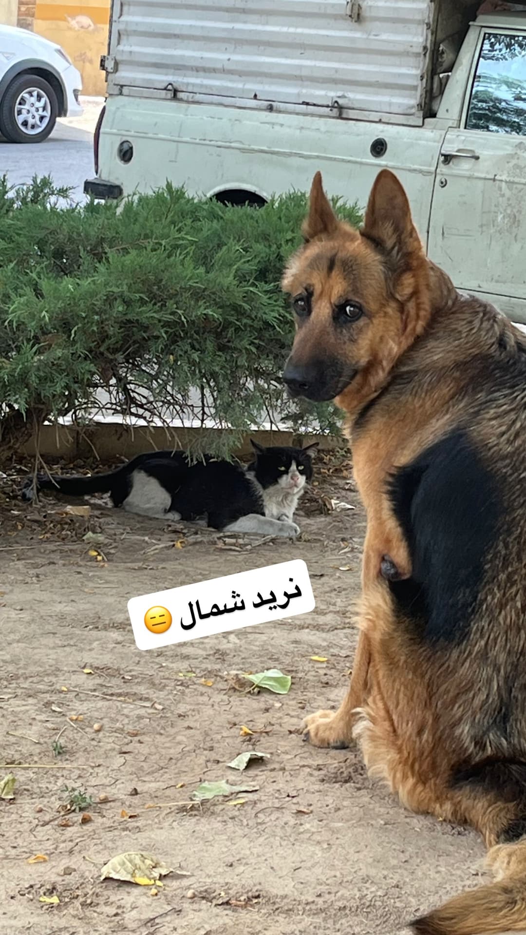  جدید ترین استوری اینستاگرام مسعود رضوی