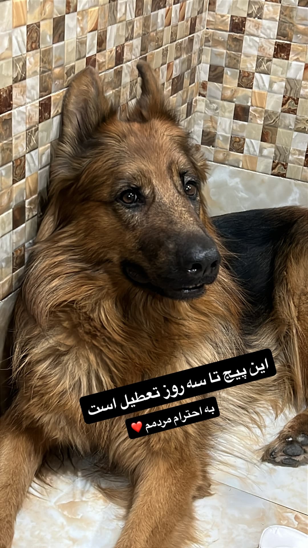  جدید ترین استوری اینستاگرام مسعود رضوی